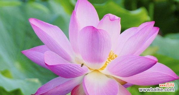 揭示荷花的深刻寓意与象征意义 荷花之美