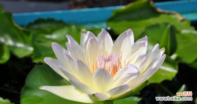 荷花——纯洁 荷花的美丽与意义