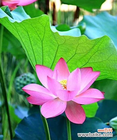 荷花——纯洁 荷花的美丽与意义