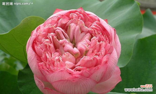 荷花——纯洁 荷花的美丽与意义