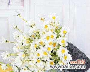 揭开菊花与人类活动之间的秘密 荷兰菊花与人类活动的深刻关联