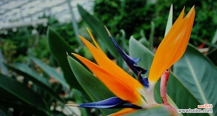 以鹤望兰花为启示 鹤望兰花语