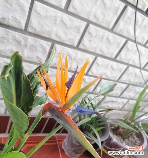 追求卓越的关键——以鹤望兰的象征意义 以鹤望兰代表意思的深刻内涵