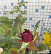 黑玫瑰的美丽与神秘 黑玫瑰的意义与象征