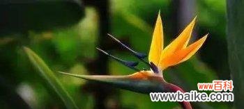 以鹤望兰的花语探寻人们对生活的期盼和祝福 鹤望兰花