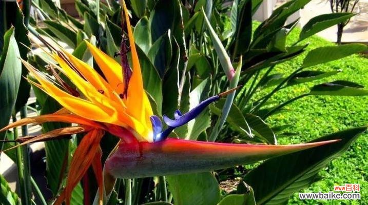 以鹤望兰的花语探寻人们对生活的期盼和祝福 鹤望兰花