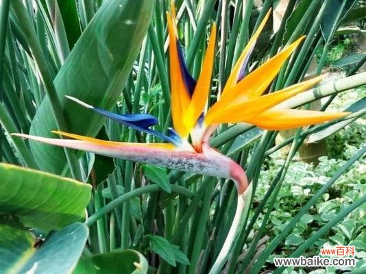 以鹤望兰的花语探寻人们对生活的期盼和祝福 鹤望兰花