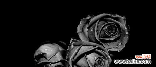 揭开黑玫瑰的神秘面纱 黑玫瑰的花语