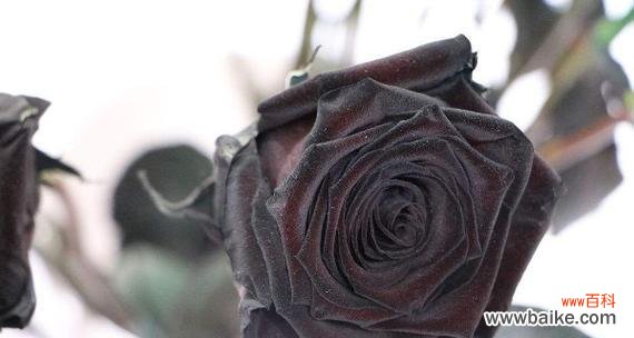 探寻黑玫瑰的神秘与意义 黑玫瑰花语与寓意-黑暗中的美丽