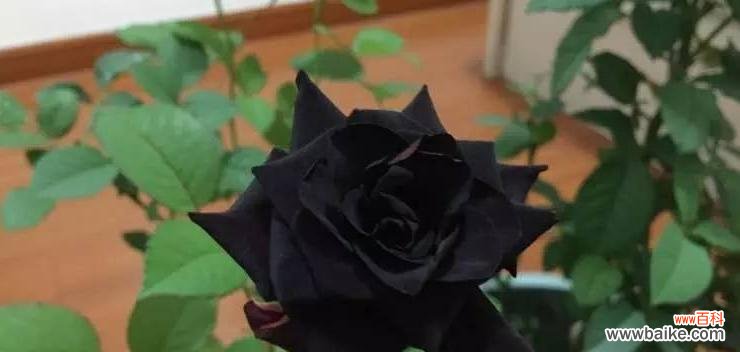 探寻黑玫瑰的神秘与意义 黑玫瑰花语与寓意-黑暗中的美丽