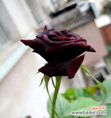 揭示黑玫瑰的花语及其象征意义 黑玫瑰的花语