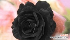 揭秘黑玫瑰的深层意义 黑玫瑰花语