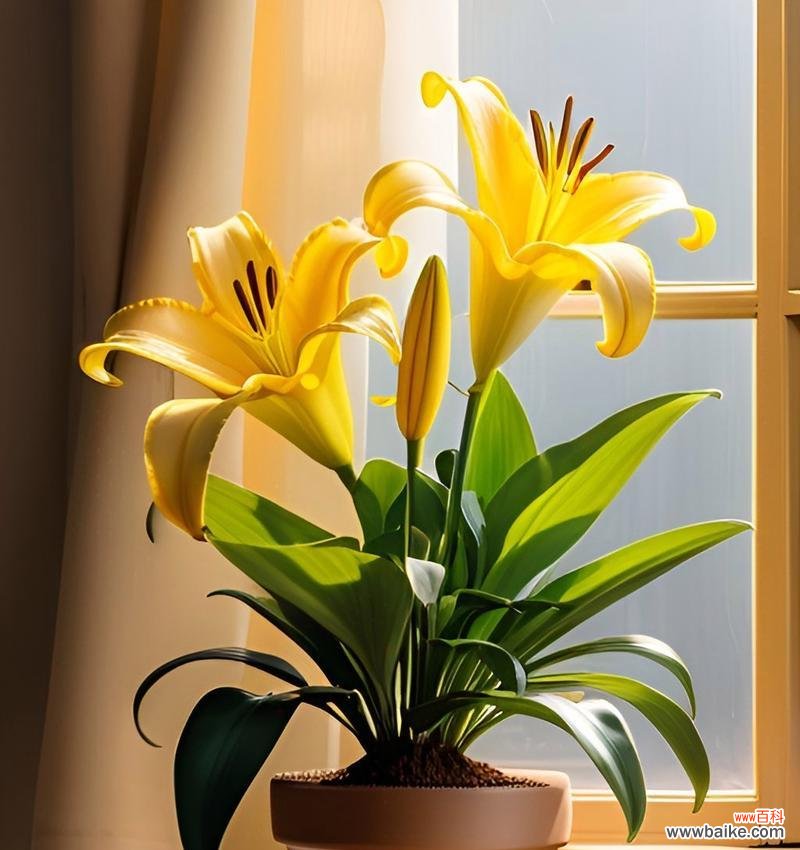 百合花的爱情寓意是什么？