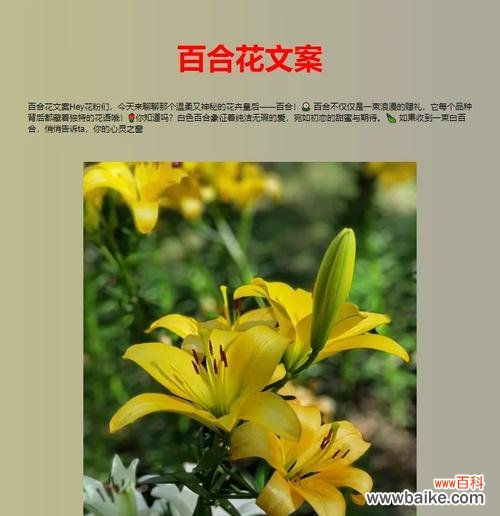 百合花的爱情寓意是什么？
