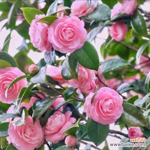 哪些花象征友谊和爱情?友谊和爱情的花有哪些?