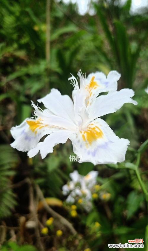 哪些花象征友谊和爱情?友谊和爱情的花有哪些?