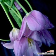 紫色花象征天鹅是什么意思？紫色花与天鹅形象有何关联？