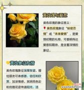 黄色手工花的寓意是什么？