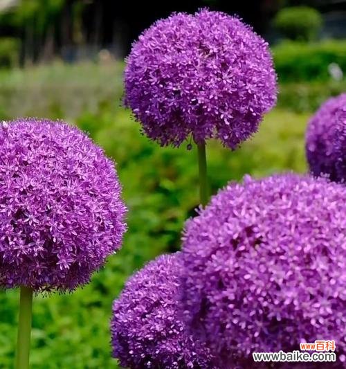 紫色带白色花的寓意是什么?紫色带白色花代表什么?