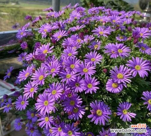 紫色带白色花的寓意是什么?紫色带白色花代表什么?