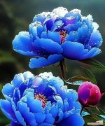 深蓝色花的寓意是什么？