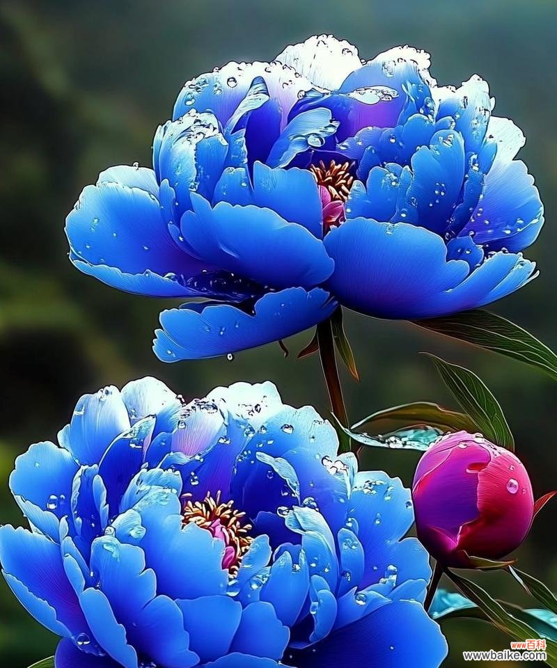 深蓝色花的寓意是什么？