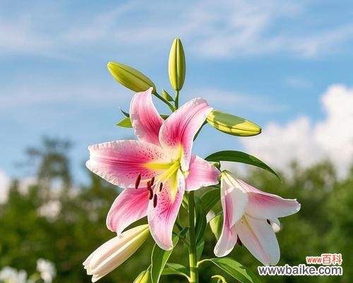 哪些花卉象征祥瑞？象征祥瑞的花卉有哪些？