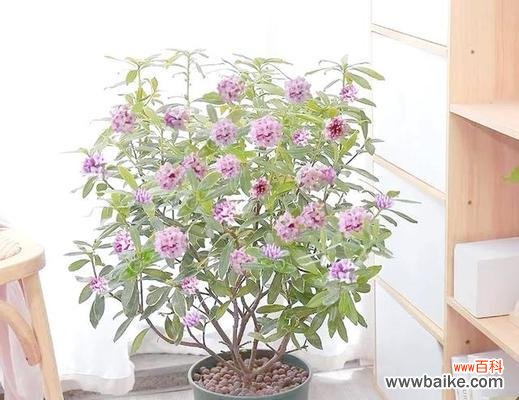 哪些花卉象征祥瑞？象征祥瑞的花卉有哪些？