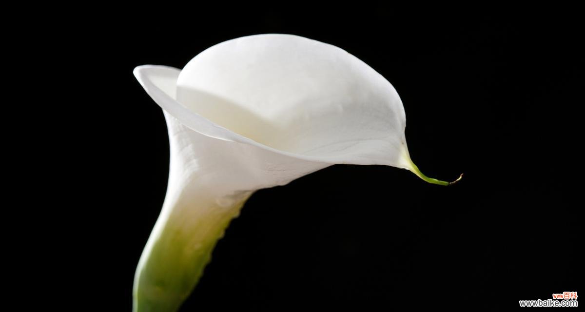 黑色马蹄手捧花有何寓意？黑色马蹄花的象征意义是什么？