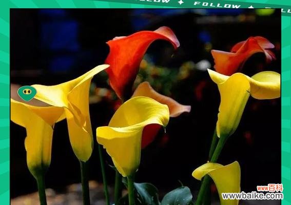 黑色马蹄手捧花有何寓意？黑色马蹄花的象征意义是什么？