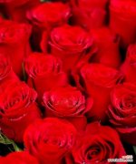 红色的玫瑰花什么寓意？红色玫瑰花代表了什么？