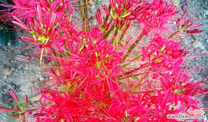 母亲节应该送什么花?花卉与母亲节的深刻联系。413