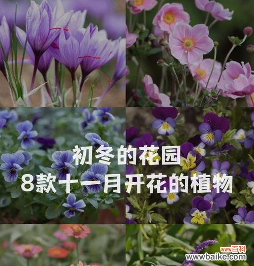 母亲节应该送什么花?花卉与母亲节的深刻联系。413