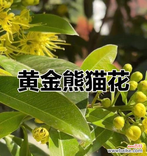 黄色的花通常象征什么?黄色花的象征意义有哪些?