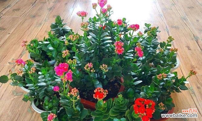 在家中放置吉祥花有什么寓意?哪些花适合放在家里?