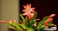 探寻蟹爪兰花语的内涵及象征意义 蟹爪兰花语解读