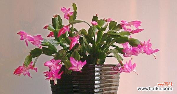 探寻蟹爪兰的花语与意义,了解它们象征的爱情与勇气 蟹爪兰的花语