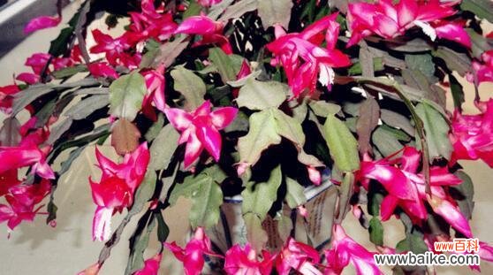 探寻蟹爪兰的花语与意义,了解它们象征的爱情与勇气 蟹爪兰的花语