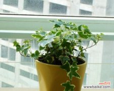 以微笑感染他人，让快乐成为生活的常态 以笑靥花为主题的花语——传递快乐与开朗的力量