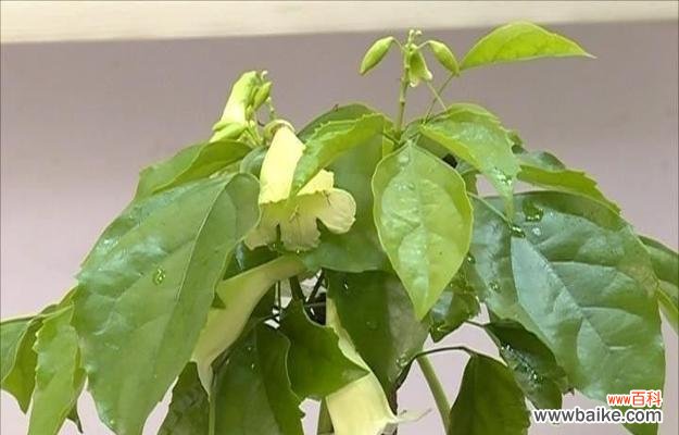 幸福树开花的寓意与生命哲学 幸福树开花