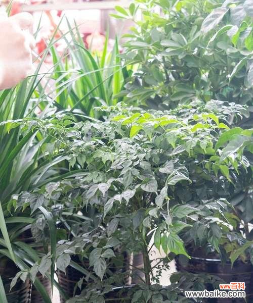 幸福树开花的寓意与生命哲学 幸福树开花