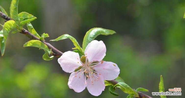 传统文化中的杏花与情感的表达 杏花古代别称的花语及寓意