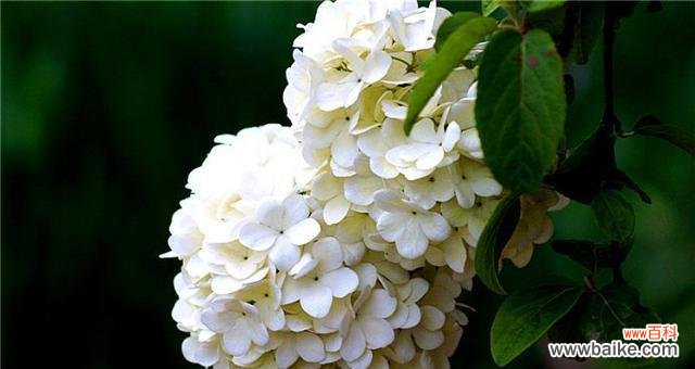 传统文化中的杏花与情感的表达 杏花古代别称的花语及寓意