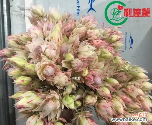 用花演绎新娘心声，融入婚礼仪式的自我表达 婚礼花语之新娘花语