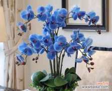 用花演绎新娘心声，融入婚礼仪式的自我表达 婚礼花语之新娘花语