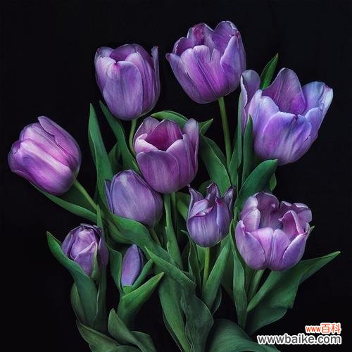 用花演绎新娘心声，融入婚礼仪式的自我表达 婚礼花语之新娘花语