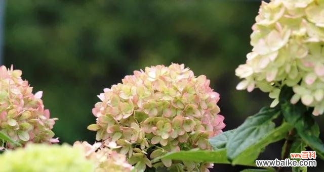 一朵花盛开在寂静的角落,诉说着幸福与美丽 绣球的寓意与象征意义