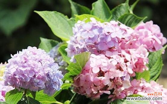 探寻绣球花背后的意义 绣球花的寓意与象征