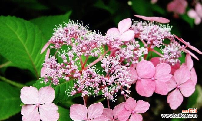 探寻绣球花的花语与象征意义 绣球花语之爱情与美丽