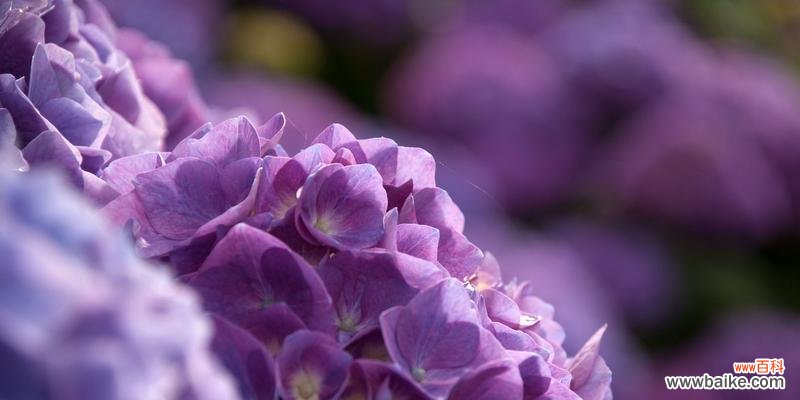 探寻绣球花的花语与象征意义 绣球花语之爱情与美丽